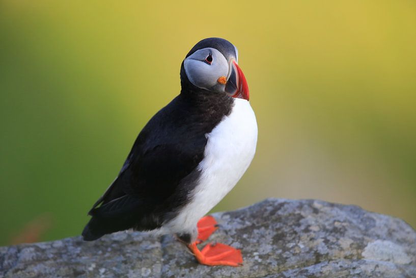 Papegaaiduikers Noorwegen van Frank Fichtmüller