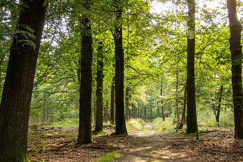 Wanderweg während der goldenen Stunde auf der Veluwe in den Niederlanden.