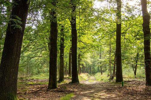 Wandelpad tijdens het gouden uur op de Veluwe in Nederland.
