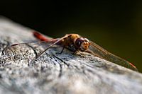 Foto van een vuurlibel op een stuk hout