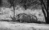 Black and white photograph of rhino in Namibia, Africa by Patrick Groß thumbnail