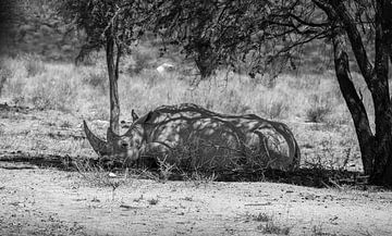 Zwart-wit foto van neushoorn in Namibië, Afrika van Patrick Groß