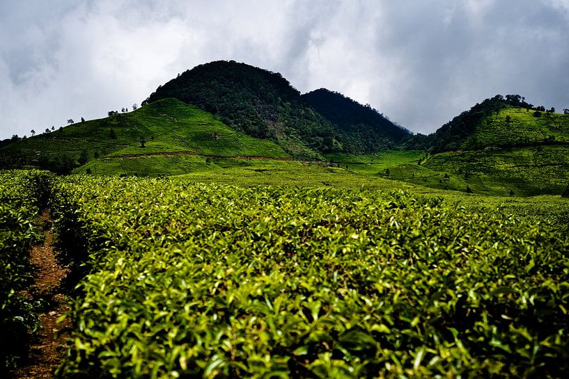 The bright, rolling landscape of the Ciwidey plantations by Frank Photos