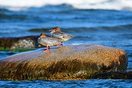 Gänsesäger an der Ostsee von Karin Jähne