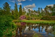 Forest landscape with reflection in lake by Jenco van Zalk thumbnail