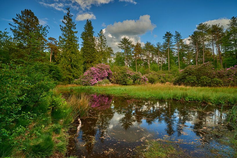 Forest landscape with reflection in lake by Jenco van Zalk