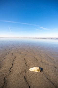 Schelp op een leeg strand met beperkte scherptediepte