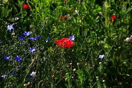 Mohnblume von Thomas Jäger