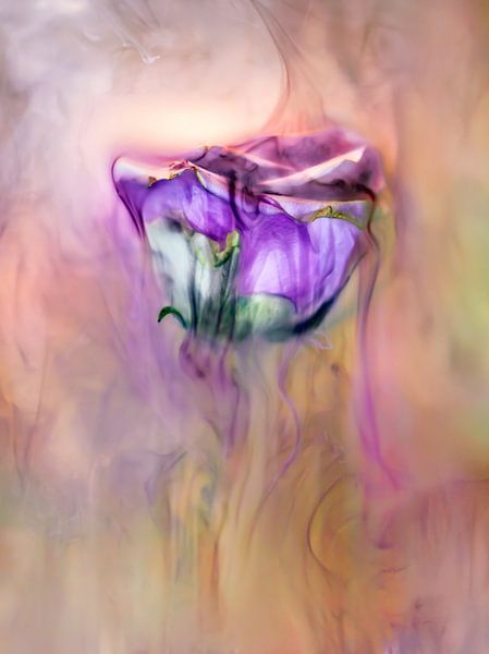 Altrosa Unterwasser 2 von Patricia van Kuik