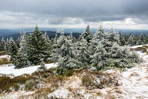 Landscape with snow and trees van Rico Ködder