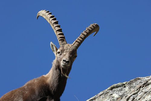Alpine Ibex (Capra ibex ibex) Aosta Valley  Alps, Italy