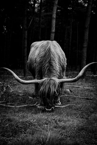 Een grazende Schotse Hooglander op de Wezepsche Heide in Nederland