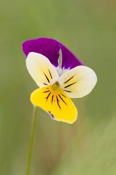 Driekleurig viooltje - Happy Flower van Dagmar Hijmans