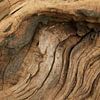 Verweerd hout van oude boomstam  sur Art Wittingen