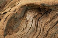 Verweerd hout van oude boomstam  van Art Wittingen thumbnail