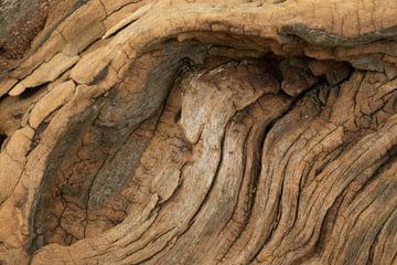 Verweerd hout van oude boomstam 