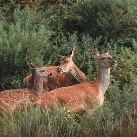 Un petit mais beau groupe de cerfs rouges sur Sem Scheerder