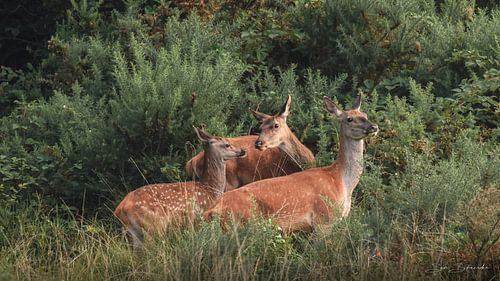 Un petit mais beau groupe de cerfs rouges sur Sem Scheerder