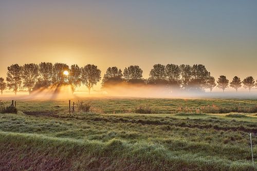 Sonnenaufgang im Polder mit Nebel