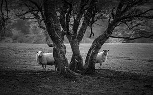 Moutons à l'ombre dans les Highlands