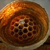 Wasp Nest In Nightlight by Iris Holzer Richardson