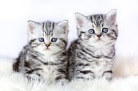 Two british shorthair black silver tabby kittens sit on soft sheepskin