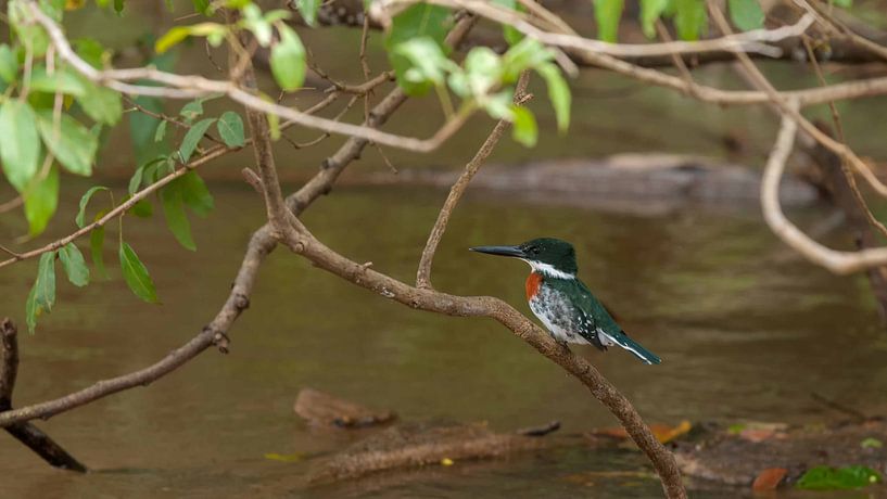 Green kingfisher by Maarten Verhees