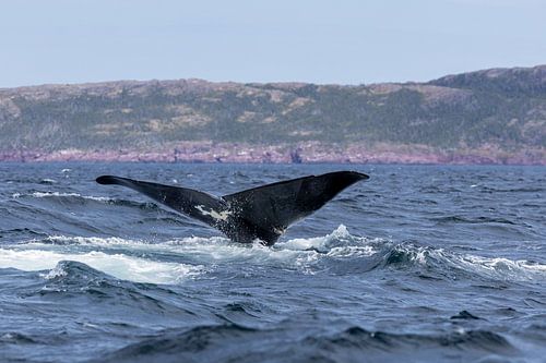 Tail of a Sperm whale