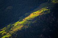 Last rays of sunshine on mountain meadow by Menno Boermans thumbnail