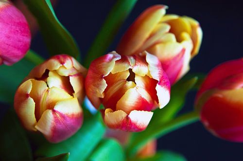 Kleurrijke lentesymfonie