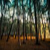 Dansende bomen van Anneke Hooijer