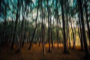 Des arbres qui dansent