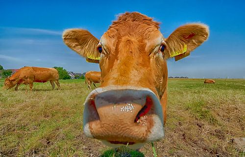 Curious cow