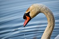 Cygne avec gouttes