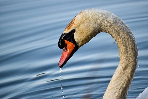 Swan with drops