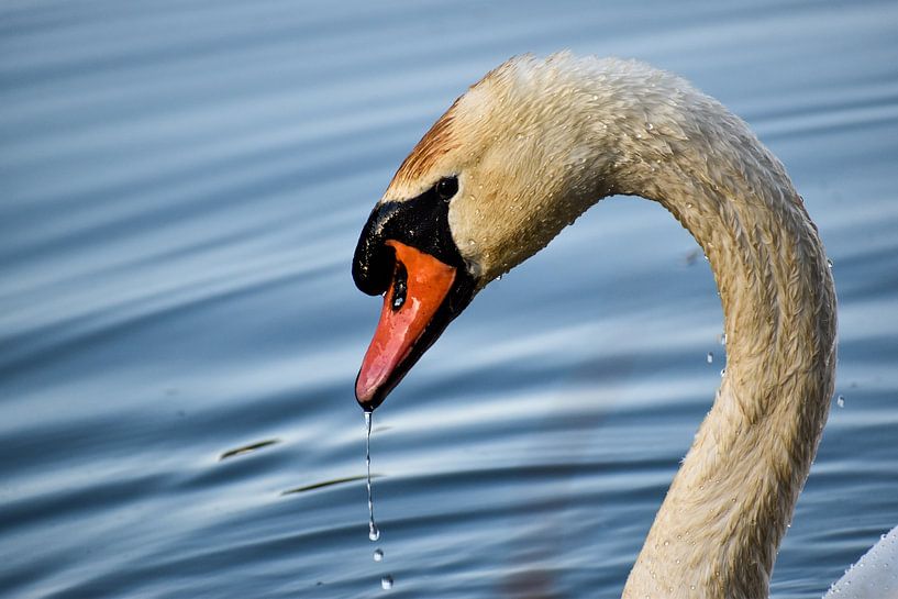 Swan with drops by iris bosma