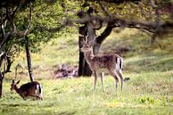 Spring rest - Fallow deer in the Amsterdam Water Supply Dunes by Hans van Oort thumbnail