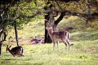Spring rest - Fallow deer in the Amsterdam Water Supply Dunes