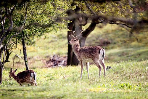 Voorjaarsrust – Damhert in de Amsterdamse Waterleidingduinen