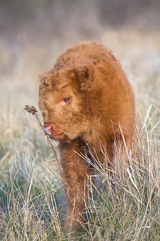 Highlander Calf - Douce Innocence