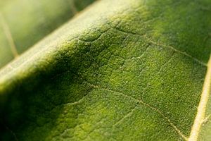 detail van een groen blad | Bladnerf | fine art natuurfoto van Karijn | Fine art Natuur en Reis Fotografie