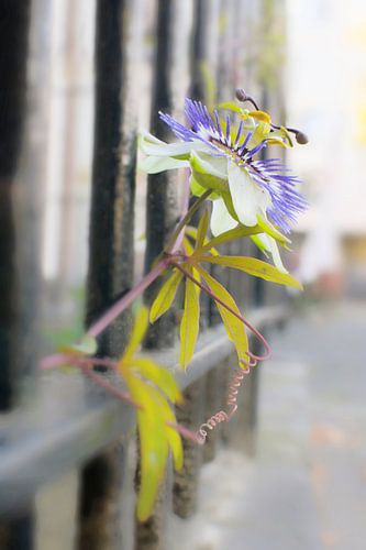 Passion Flower Photo Art on Rusty Fence - Perfect for Luxury Urban Interiors by Elianne van Turennout