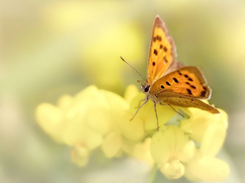 Precious Summer Gold .... (Schmetterling, Sommer, Licht) von Bob Daalder