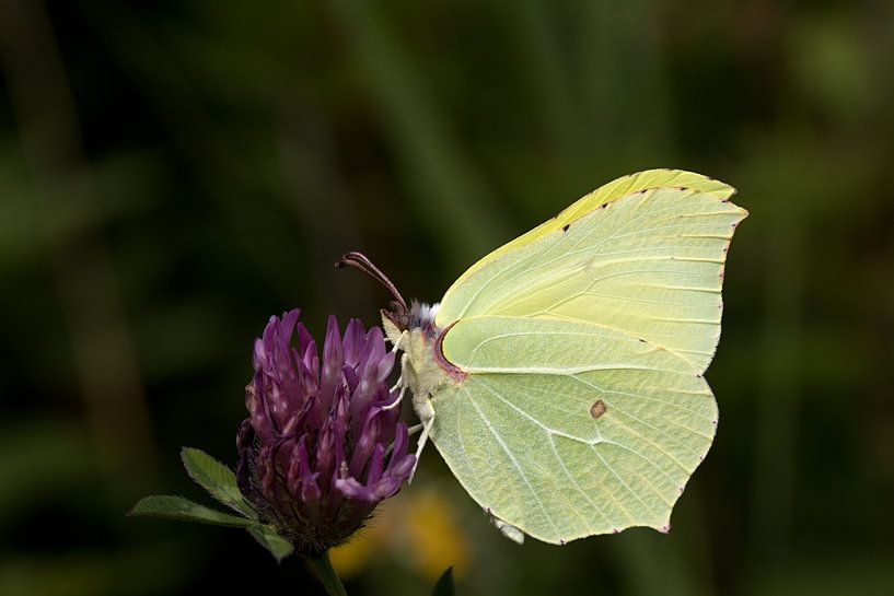 gros plan d'un papillon citron sur une fleur violette par W J Kok