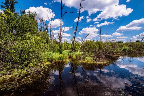 Changement climatique