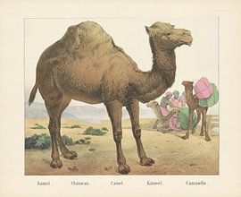 Kamel. / Chameau. / Camel. / Camel. / Cammello, firm of Joseph Scholz, 1829 - 1880