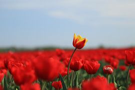 Red tulip in the orange field. by Hester Hielkema