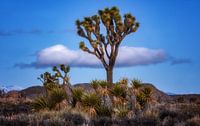 Joshua Tree van Photo Wall Decoration thumbnail