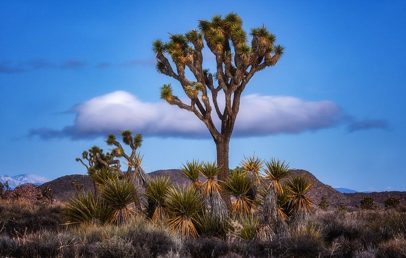 Joshua Tree van Photo Wall Decoration