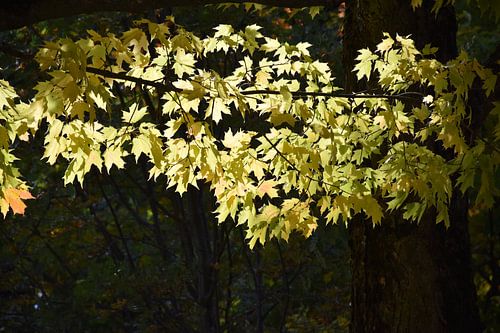 Un feuillage d'arbre à l'automne
